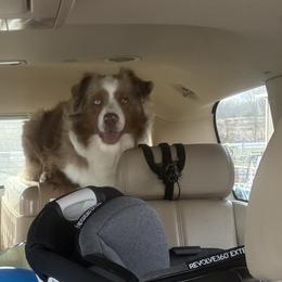 Tate - Miniature Australian Shepherd
