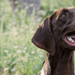 German Shorthaired Pointers from Moore Family GSPs