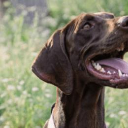 German Shorthaired Pointers from Moore Family GSPs