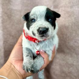 Rizzo - Blue male Australian Cattle Dog puppy in Sahuarita, Arizona from A2 Australian Cattle Dogs