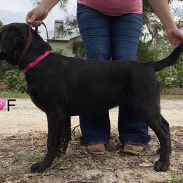 Labrador Retriever Puppies from A. Hansen Labradors