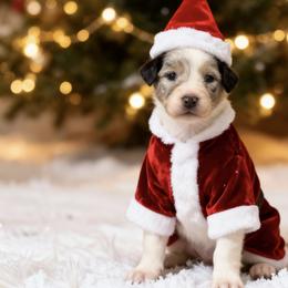 Rumor - Blue merle male Australian Shepherd puppy in Sedalia, Missouri from Affinity Aussies