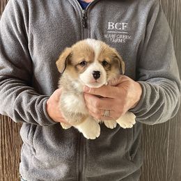 Tulip - Female 2 - Red female Pembroke Welsh Corgi puppy in Jefferson, South Carolina from Blue Creek Farms