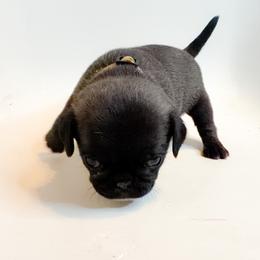Lilly (white) - Silver female Pug puppy in Hereford, Arizona from Broken Road Ranch Pugs