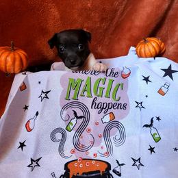 Dream - Black and white female Rat Terrier puppy in Booneville, Mississippi from Emerald Rat Terriers