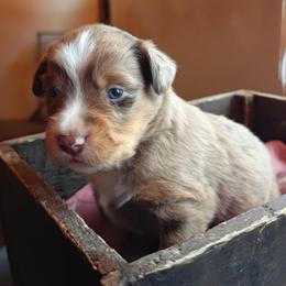 Boy 2 - Red merle male Miniature Australian Shepherd puppy in Fife Lake, Michigan from HaVen Homestead Miniature Australian Shepherds