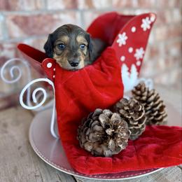 Girl 2 - Cream female Dachshund puppy in Deming, New Mexico from FoxieDoxies of New Mexico