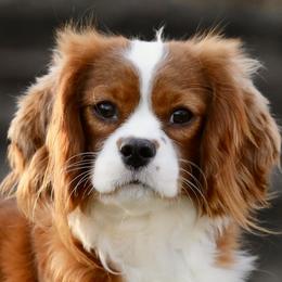 Cavalier King Charles Spaniels, Cavapoos, Companion Crosses, and Papillons from Taliaferro Kennel