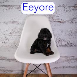 Eeyore - Black and tan male Cavapoo puppy in Calhoun, Georgia from Happy Top Doodles