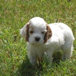 Red-White Male - Red and white male Cocker Spaniel puppy in Beech Island, South Carolina from Mike's Best Friends