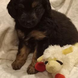 Ivy - female Aussiedoodle puppy in Milford, Indiana from Olde Heritage K-9