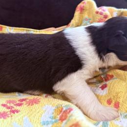 Kenney - Black tri-color male Australian Shepherd puppy in Celina, Tennessee from CumberlandRidge Australian Shepherds