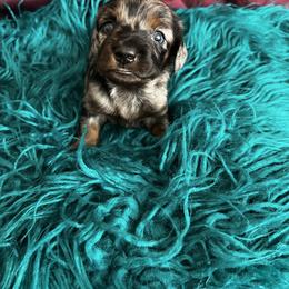Dachshund Puppies from Dachshund Family Love Breeders