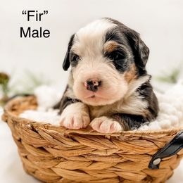 Fir (Gray Collar) - Black rust and white male Bernese Mountain Dog puppy in Hudson, Indiana from TurkeyCreek-K9