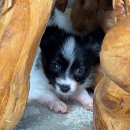 Sadie's Girl 2 - White black and tan female Papillon puppy in Shirley, Arkansas from Lucky Pups