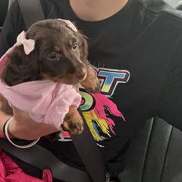 Dachshund Puppies from Honey Creek Doxies