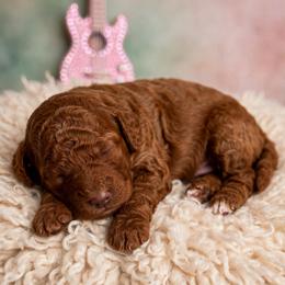Gypsy - Medium Red Goldendoodle - Red  female Goldendoodle puppy in Lancaster, California from Kid's Best Doodle
