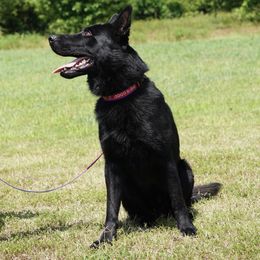 Dingo - German Shepherd