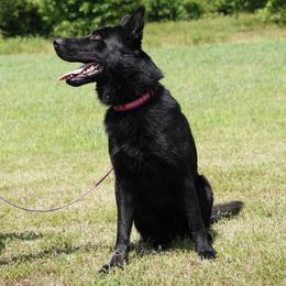 Dingo - German Shepherd