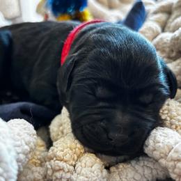 Ripple - Black female Labrador Retriever puppy in Taylors, South Carolina from Spring Water Labs of the Carolinas