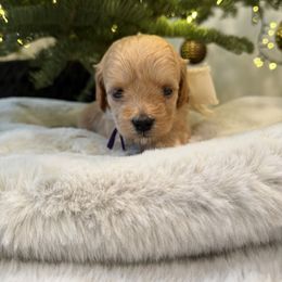 Bella - Cream female Goldendoodle puppy in Millville, California from Hope Lane Kennels