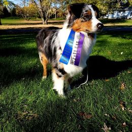 Australian Shepherd Puppies from Grand Ridge Australian Shepherds