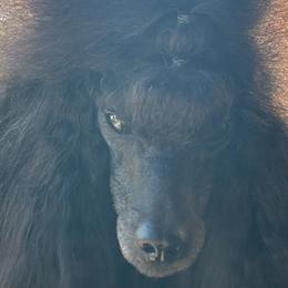 Lagotti Romagnoli and Poodles from Willow Creek Kennels