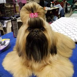 Shih Tzus from Halfway To Heaven Shih Tzu