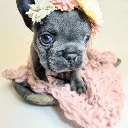 French Bulldog and Pomsky Puppies from Mini French Bulldog Pups