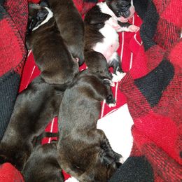 Boxer Puppies from Winchester Boxers