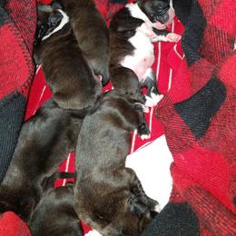 Boxer Puppies from Winchester Boxers