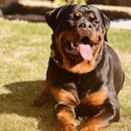 Rottweilers from House of Blu