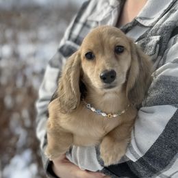 Miny 5000dollars - Cream male Dachshund puppy in Crystal, Michigan from Mare-bella Dachshunds