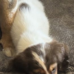 Slinky - Dachshund