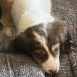 Slinky - Dachshund