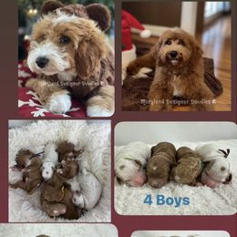 Goldendoodle Puppies from Maryland Designer Doodles