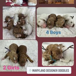 Goldendoodle Puppies from Maryland Designer Doodles
