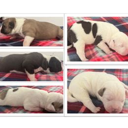 Boy 3 - White male American Bulldog puppy in Pace, Florida from Genesis American Bulldogs