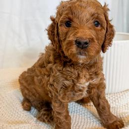 Blue collar boy - Red  male Goldendoodle puppy in Newcastle, Oklahoma from Ritzy Creek Doodles