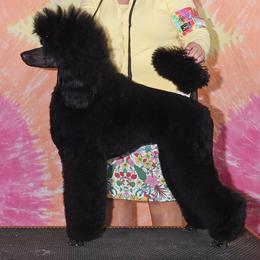 Poodle puppies from Paterson Poodles