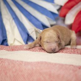 Cowboy - Apricot male Goldendoodle puppy in Seffner, Florida from Gold Diamond Pup