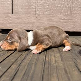 Chocolate and Tan Piebald Male - Chocolate and tan male Dachshund puppy in Gravois Mills, Missouri from Benji’s Babies