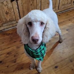Summer - Goldendoodle
