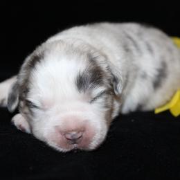 Lucky - Blue merle male Australian Shepherd puppy in Colorado Springs, Colorado from Rocky Mountain Aussies