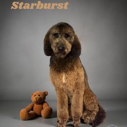 Starburst - Phantom female Bernedoodle puppy in San Antonio, Texas from Chocolate Pet Connection