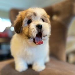Mochi - Tri-color female Coton de Tulear puppy in Palm Desert, California from Cotoncutie
