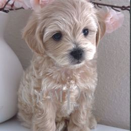 Biscuit - Champagne male Maltipoo puppy in Spring, Texas from GlamPaw Maltipoos
