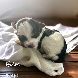 Yorkshire Terrier Puppies from Celestial Family Terriers (Yooper Yorkies)