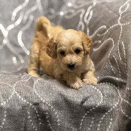 M2 100225 CC - Apricot male Maltipoo puppy in Bakersfield, California from Silvia's Maltipoos