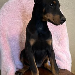 Girl 1 - Black and rust female Doberman Pinscher puppy in Mc Cook, Nebraska from Morningstar Kennel